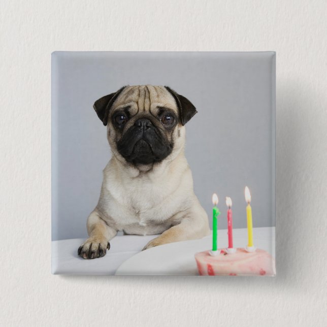 Birthday Pug Knapp (Framsida)