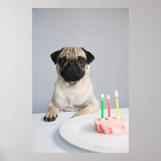 Birthday Pug Poster (Framsidan)
