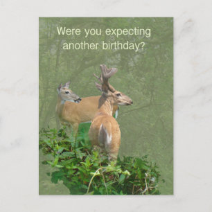 Birthday Whitetail Hjort Buck & Doe Vykort