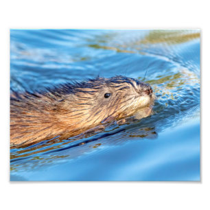 bisamen 10x8 på Vassar brukar den ekologiska Fototryck