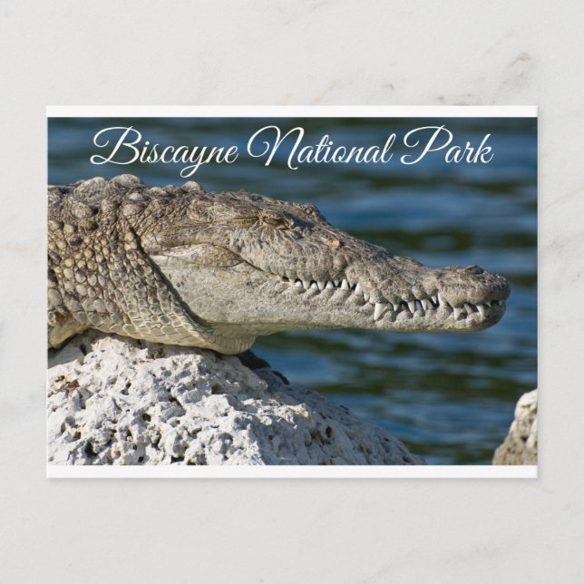 Biscayne Bay Park Miami Beach Florida Postcard Vykort (Framsida)
