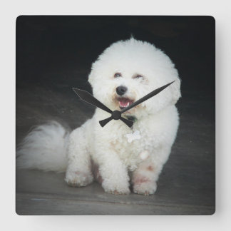 Bischon Frise Wall Clock Fyrkantig Klocka