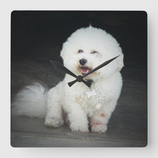Bischon Frise Wall Clock Fyrkantig Klocka (Framsida)
