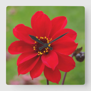 Biskop till Llandaff Dahlia Fyrkantig Klocka