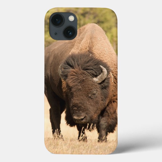 Bison (Baksida)