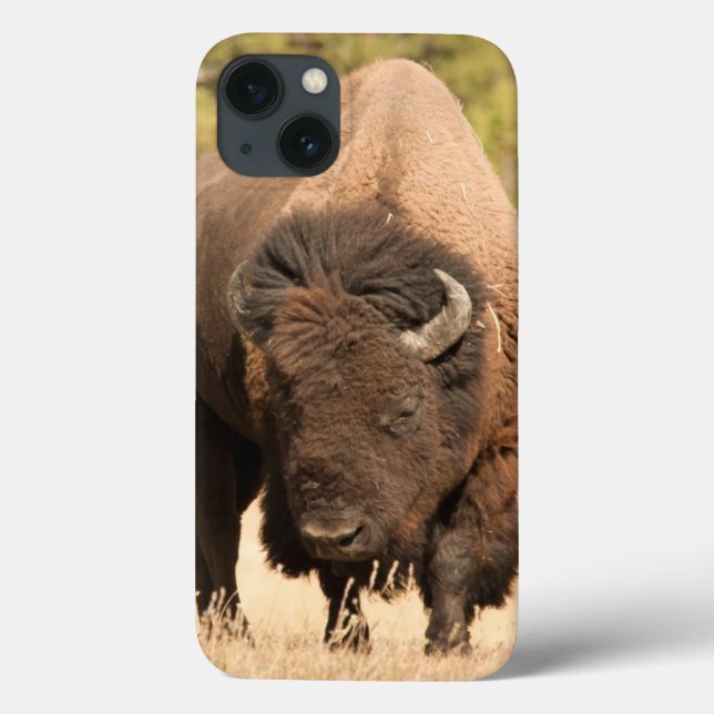 Bison (Baksida)