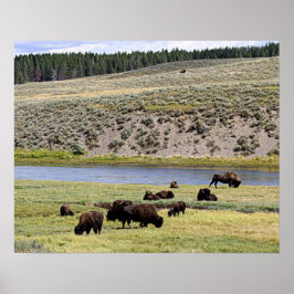 Bison Along Yellowstone River i Hayden Valley Poster