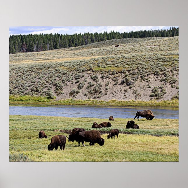 Bison Along Yellowstone River i Hayden Valley Poster (Framsidan)
