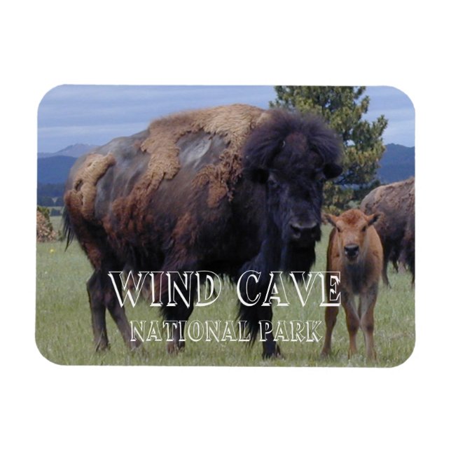Bison and Calf, Vind Cave National Park, SD Magnet (Horisontell)