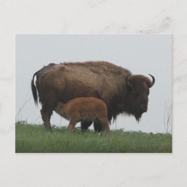 Bison and Nursing Calf Vykort (Framsida)