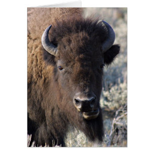 Bison ansikte kort