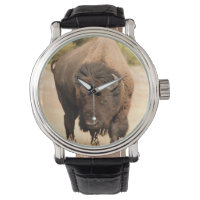 Bison
