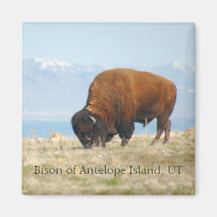 Bison av antilopön, UT Magnet