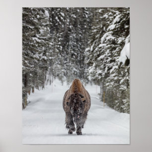 Bison av tjurar i snö i en snöskog poster