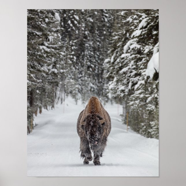 Bison av tjurar i snö i en snöskog poster (Framsidan)