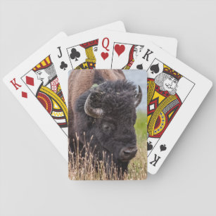 Bison (även kallad Buffalo) genom en stor lins Casinokort