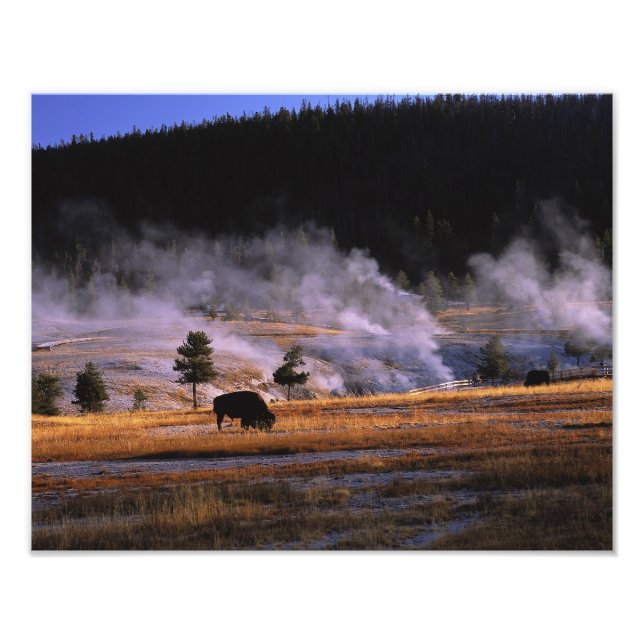 Bison betar i Upper Geyser Basin Fototryck (Framsidan)