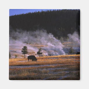 Bison betar i Upper Geyser Basin Magnet