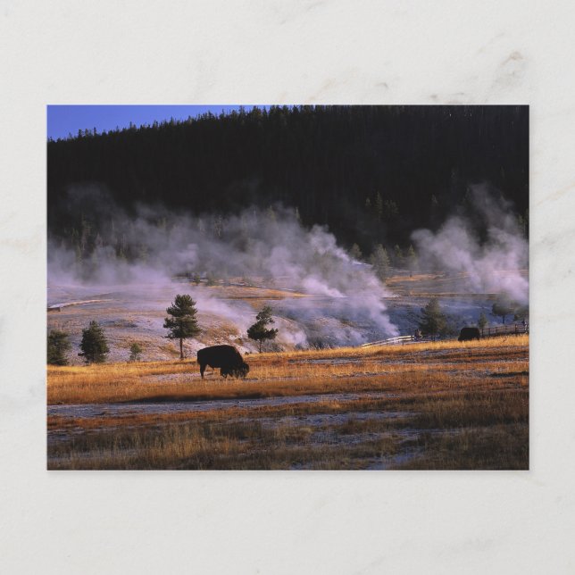 Bison betar i Upper Geyser Basin Vykort (Framsida)