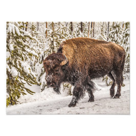Bison (Bison bison) - Buffalo - Snö - Yellowstone Fototryck