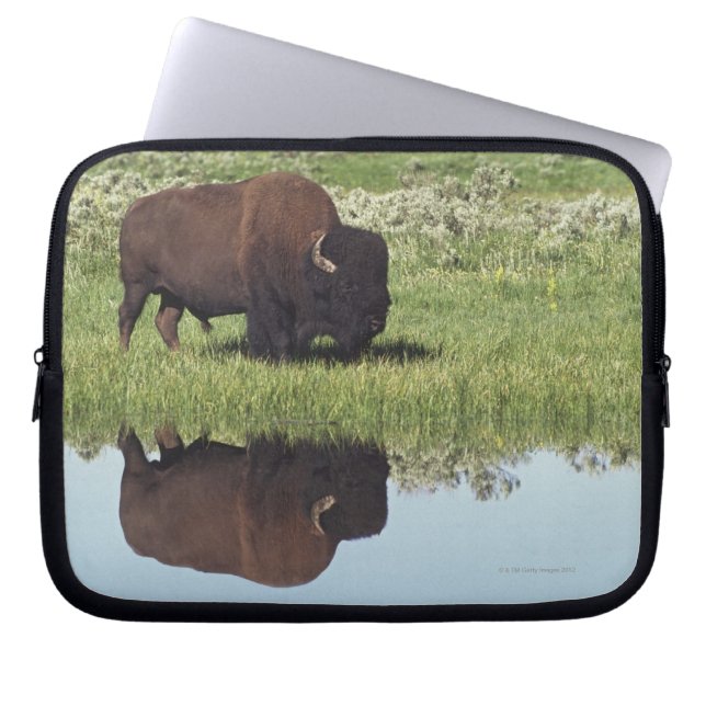 Bison (Bison Bison) på Grassy Meadow Laptop Fodral (Framsidan)