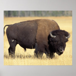 bison, Bison bison, tjur i Yellowstone National Poster