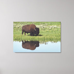 Bison (BisonBison) på gräs- äng Canvastryck