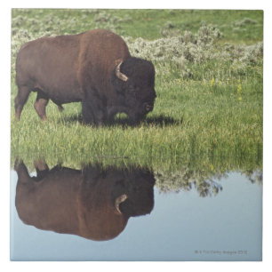 Bison (BisonBison) på gräs- äng Kakelplatta