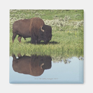 Bison (BisonBison) på gräs- äng Magnet