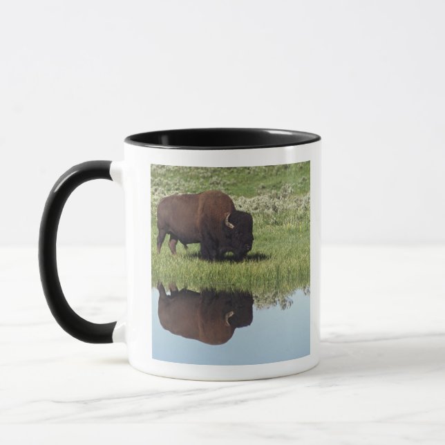 Bison (BisonBison) på gräs- äng Mugg (Vänster)