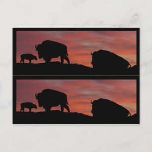 Bison bok-markörer vykort