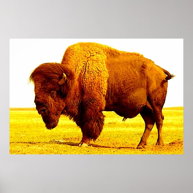 Bison Buffalo American Art Poster (Framsidan)