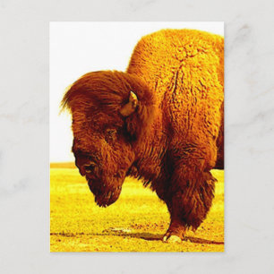 Bison/Buffalo Head Artwork Vykort