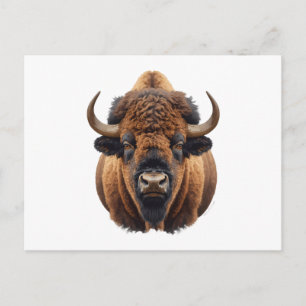 Bison / Buffalo Helg Vykort