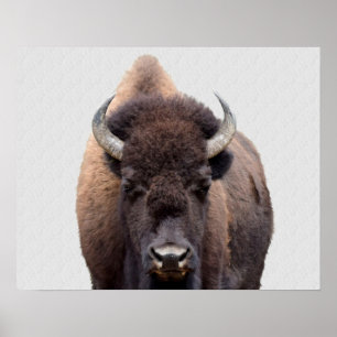 Bison Buffalo Photo 135 Poster