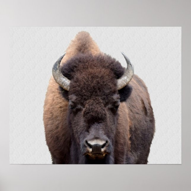 Bison Buffalo Photo 135 Poster (Framsidan)