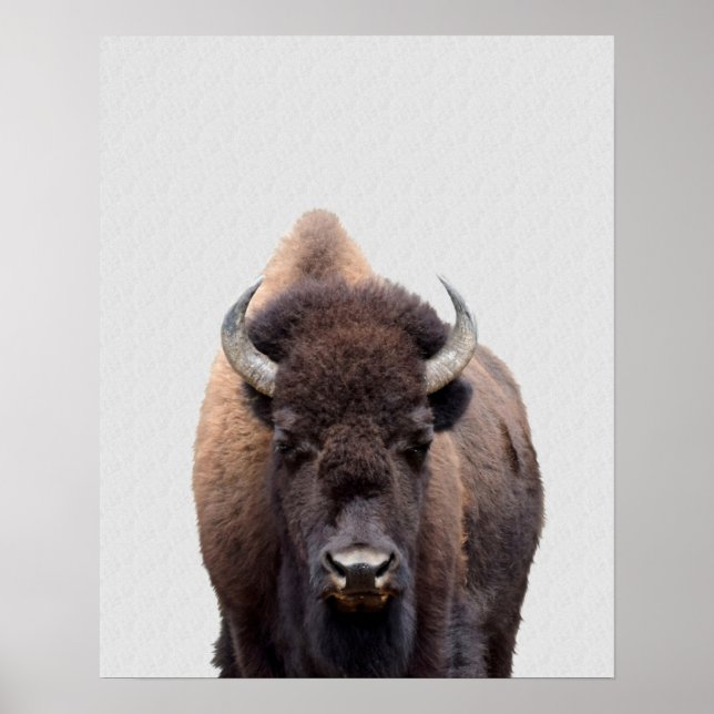 Bison Buffalo Photo 135 Poster (Framsidan)