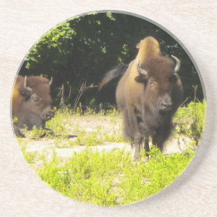 Bison, Buffalo Underläggs Underlägg Sandsten
