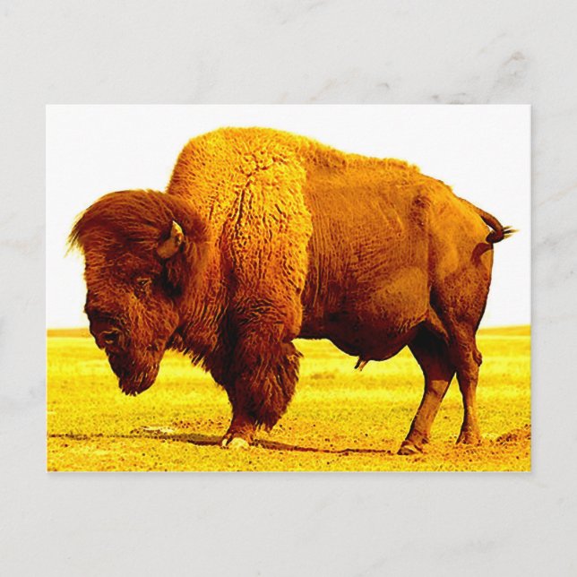 Bison / Buffalo Vykort (Framsida)