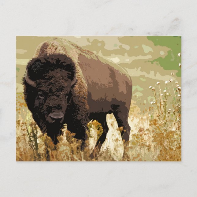 Bison / Buffalo Vykort (Framsida)
