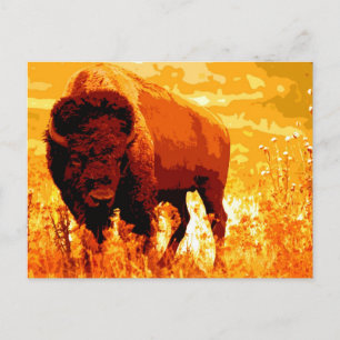Bison / Buffalo Vykort