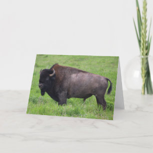 Bison Buffalo Wildlife-hälsningskort Kort