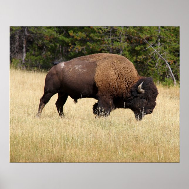 Bison Bull i nationalparken Yellowstone Poster (Framsidan)