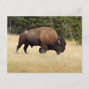 Bison Bull i nationalparken Yellowstone Vykort