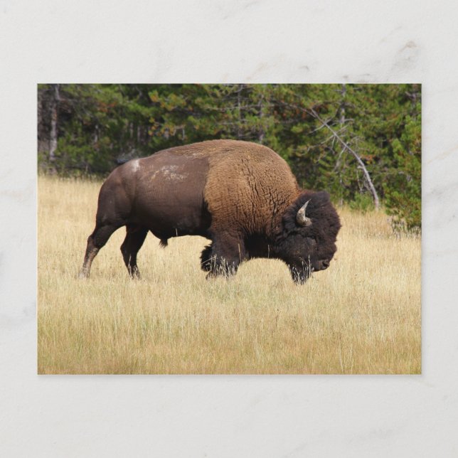 Bison Bull i nationalparken Yellowstone Vykort (Framsida)