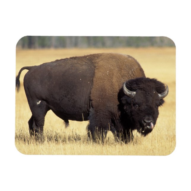Bison Bull in Yellowstone National Magnet (Horisontell)