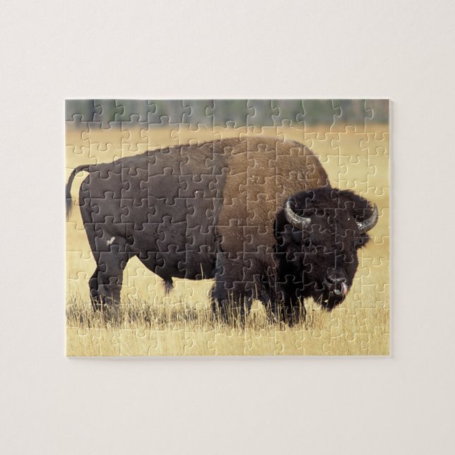 Bison Bull in Yellowstone National Pussel (Horisontell)