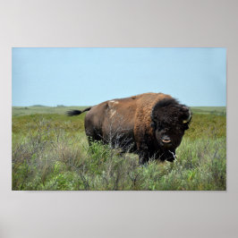 Bison Bull vid Maxwell Wildlife Refuge Poster
