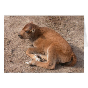 Bison Calf Hälsningskort
