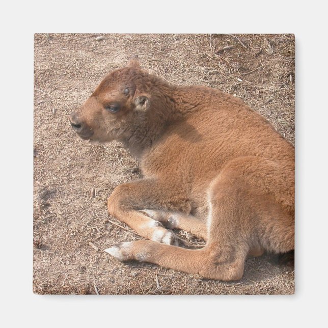 Bison Calf Magnet (Framsidan)